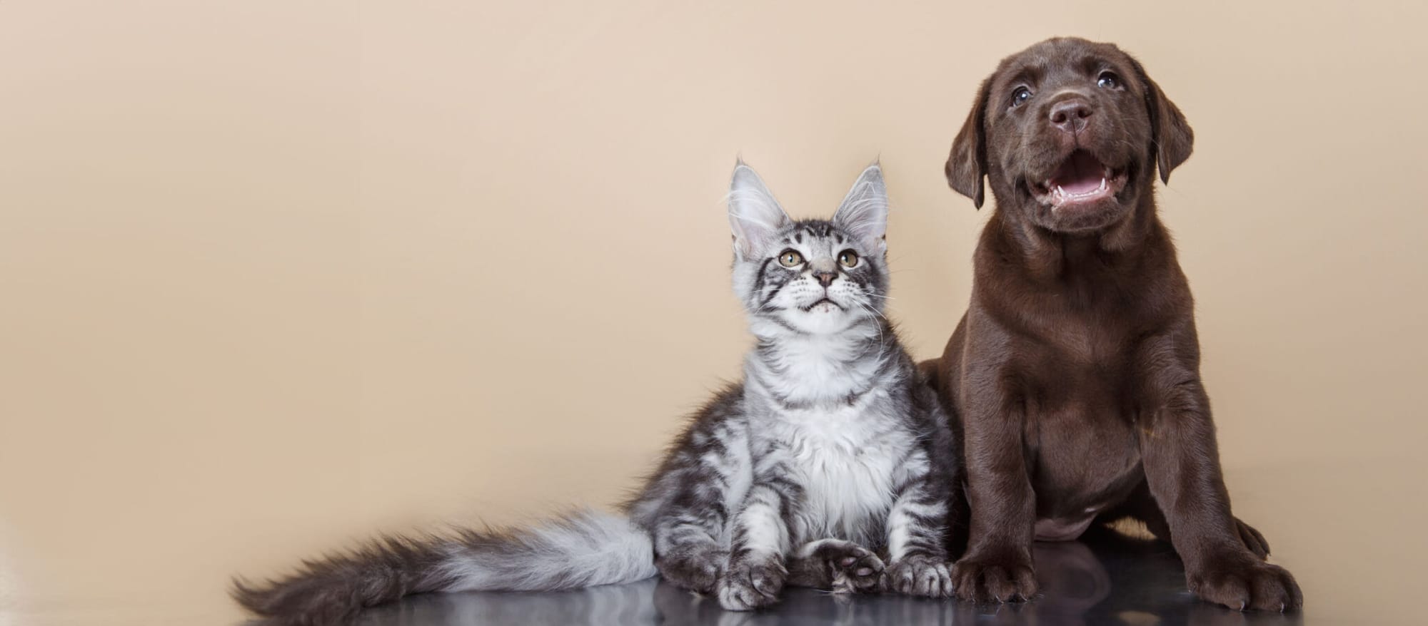 Caring for cats and dogs at Arlington Veterinary Clinic